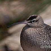 Whimbrel Poster