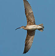 Whimbrel In Flight Poster