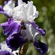 White And Purple Iris Poster