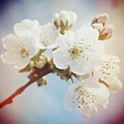 White Apple Blossom In Spring Poster