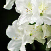 White Azalea Flowers Poster