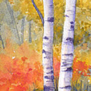 White Birches In Autumn Poster
