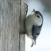 White-breasted Nuthatch Poster