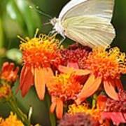 White Butterfly On Mexican Flame Poster