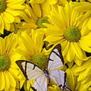 White Butterfly On Yellow Mums Poster