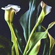 White Calla Lily Bouquet Poster