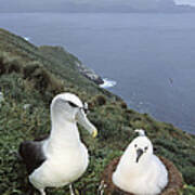 White-capped Albatross With Chick Poster
