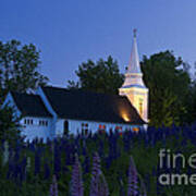 White Church At Dusk In A Field Of Lupines Poster
