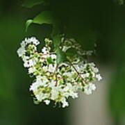 White Crepe Myrtle Blossom Poster