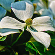 White Dogwood Flower Poster