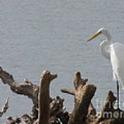 White Egret Poster