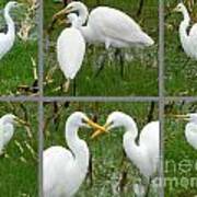 White Egrets Poster