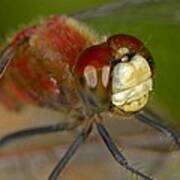White-faced Meadowhawk Poster