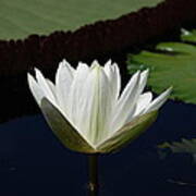 White Flower Growing Out Of Lily Pond Poster