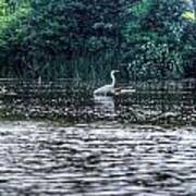 White Heron Poster