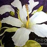 White Hibiscus Poster