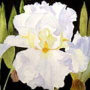 White Iris In The Garden Poster