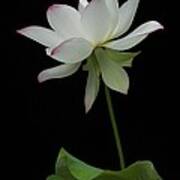 White Lotus Poster