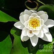 White Lotus Heart Leaf Poster
