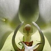 White Orchid Macro Poster
