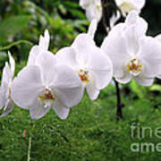 White Orchids Poster
