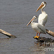 White Pelican Perch Poster