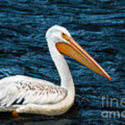 White Pelican Portrait Poster