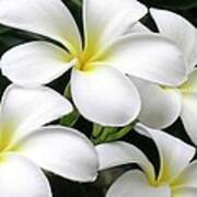 White Plumeria Poster