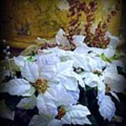 White Poinsettia Poster