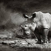 White Rhinoceros Poster