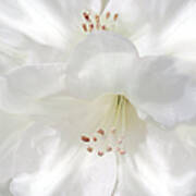 White Rhododendron Flowers Poster