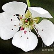 White Spring Bloom Poster