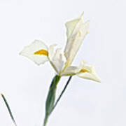 White Iris On White Poster