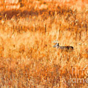White Tail Crossing Golden Field Poster
