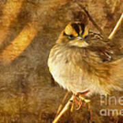 White Throated Sparrow Poster