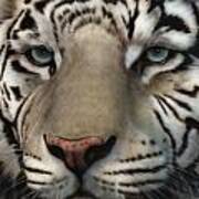 White Tiger - Up Close And Personal Poster