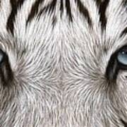 White Tiger Eyes Painting Poster