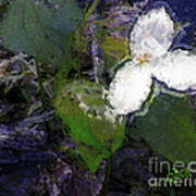 White Trillium Poster