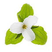 White Trillium Flower  2 Poster