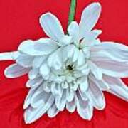 White Flower On Bright Red Background Poster