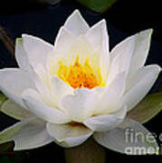 White Water Lily Poster