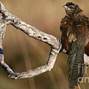 Whitebrowed Coucal Poster