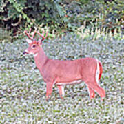 Whitetail Buck In The Soybean Field Poster