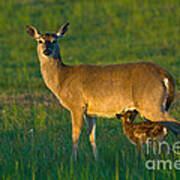 Whitetail Deer With Young Poster