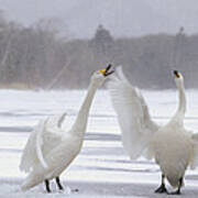 Whooper Swans Arguing Hokkaido Japan Poster