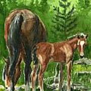 Wild Alberta Mare And Foal Poster