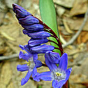 Wild Blue Hyacinth - Camassia Cusickii Poster