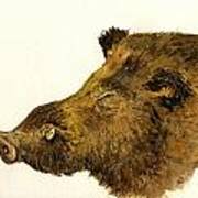 Wild Boar Head Study Poster