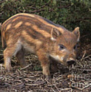 Wild Boar Piglet Poster