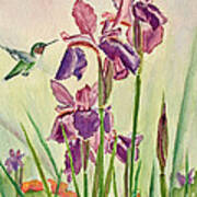 Wild Iris Nectar Poster